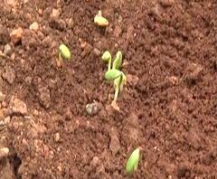 Fake seed issue | बोगस बियाण्यांमुळे शेतकऱ्यांचं मोठं नुकसान, महाबीजवर कारवाई कधी होणार? 