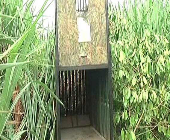 Leopard Terror | नाशिक जिल्ह्यात बिबट्याची दहशत; गेल्या 8 दिवसांत बिबट्याच्या हल्ल्यात 2 बळी