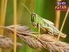 Locusts that entered from Pakistan border is wreaking havoc in MP, UP, and Rajasthan l ABP Uncut