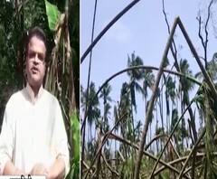 Cyclone Nisarga | चक्रीवादळामुळे किनारपट्टीला मोठा फटका; आंबा, सुपाऱ्या, नारळाच्या बागा उद्ध्वस्त