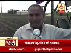 અમરેલીમાં પોણા બે લાખ હેક્ટરમાં મગફળીની વાવણી કરાઇ, જુઓ વીડિયો 