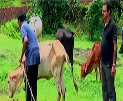 Special Report | लॉकडाऊनच्या मंदीत शोधली संधी! गोशाळेतील दुधातून रत्नागिरीच्या कदमांची चांगली कमाई!