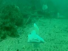 कोरोना सा बचाने में मददगार मास्क,ग्लव्स बन रहे समंदर में प्रदूषण का कारण