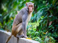 थाईलैंड में बंदरों का आतंक | विदेश एक्सप्रेस