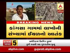 અમરેલીના ધારી ગીર પંથકના કાંગસા ગામમાં ઇયળોનો ત્રાસ, જુઓ વીડિયો 