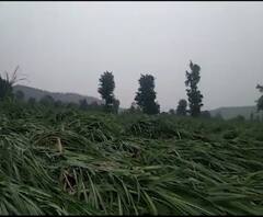 Monsoon in Kolhapur| कोल्हापूर जिल्ह्यात वादळी वाऱ्यासह जोरदार पाऊस; काही ठिकाणी उभ्या पिकाचं नुकसान