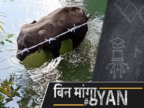 Kerala Elephant Tragedy: भारत में कितने हाथी कहाँ और क्यों मरते हैं!