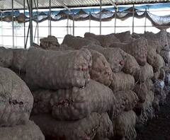 Coronavirus Effect | कांदयाच्या मागणीत घट झाल्याने शेतकऱ्यांसह निर्यातदार व्यापारी संकटात