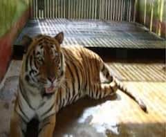 আলিপুরদুয়ারের দক্ষিণ খয়েরবাড়ির ব্যাঘ্র পুনর্বাসন কেন্দ্রে তৈরী হবে মিনি জু, জানালেন বনমন্ত্রী 