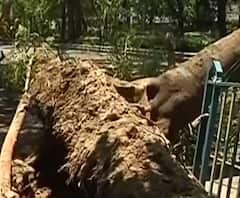 বিনা ঝড়েই উপড়ে পড়ল গাছ, যাদবপুরে সাময়িক যান চলাচল বন্ধ 