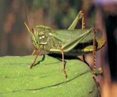 ৭টায় বাংলা: করোনা আবহের মধ্যেই পঙ্গপাল আতঙ্ক বাংলায়, কলকাতা থেকে জেলা, প্রায় সর্বত্রই বাস স্ট্যান্ডে লম্বা লাইন, সঙ্গে আরও খবর