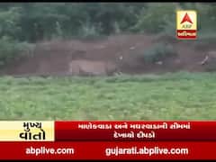 જૂનાગઢના કેશોદ તાલુકાના માણેકવાડા અને મઘરવાડાની સીમમાં દેખાયો દીપડો, જુઓ વીડિયો