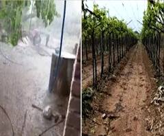 Sangli Heavy Rain Loss | सांगलीत मुसळधार पावसासह गारपीट, गौरगाव, वायफळेत द्राक्ष बागांचं मोठं नुकसान