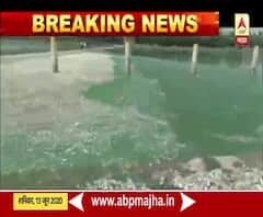 नांदेडमध्ये गोदावरीच्या किनारी मृत माशांचा खच; एकाचवेळी शेकडो मासे मेल्याने नांदेडमध्ये खळबळ