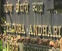 Unlock 1.0 | राज्यातील सर्व व्याघ्र प्रकल्प 1 जुलैपासून सुरू होणार : वनमंत्री संजय राठोड