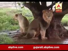 ગીર જંગલમાં વરસાદથી બચવા સિંહ યુગલે વૃક્ષનો લીધો આશરો, જોવા મળ્યા આહ્લાદક દ્રશ્યો