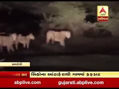 અમરેલીના ડાભાળી ગામ નજીક એક સાથે પાંચ સિહોંની લટાર, જુઓ વીડિયો 