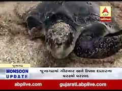 માંગરોળ: દરિયામાં મોજા ઊછળતાં કાચબો કિનારે આવી ગયો, જુઓ વીડિયો