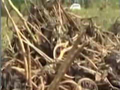 અરવલ્લીમાં ધોધમાર વરસાદથી પાકને નુકસાન, જુઓ વીડિયો