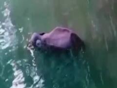 Elephant death in Kerala: BJP questions Rahul Gandhi's silence