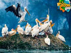 पंक्षियों से प्यार करने वालों के लिए BHARTPUR का ख़ास सफर| Ghoom Lens