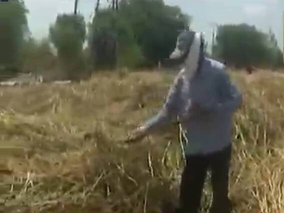 રાજકોટ: વરસાદના કારણે તલના તૈયાર પાકને મોટું નુકસાન, જુઓ વીડિયો