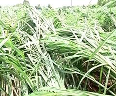 Kolhapur Sugarcane Loss कोल्हापुरात वादळी वाऱ्यासह तुफान पाऊस,तीन एकरातील ऊसाच्या पिकाचं मोठं नुकसान