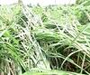 Kolhapur Sugarcane Loss कोल्हापुरात वादळी वाऱ्यासह तुफान पाऊस,तीन एकरातील ऊसाच्या पिकाचं मोठं नुकसान