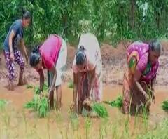 Konkan Rice Planting | कोकणात भातलावणीच्या कामाला वेग, आता बळीराजाला चांगल्या पावसाची प्रतीक्षा