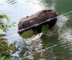 কেরলে হাতি হত্যা: সরকারের ভূমিকা নিয়ে প্রশ্ন বাবুল সু্প্রিয়র, কড়া পদক্ষেপের আশ্বাস মুখ্যমন্ত্রীর