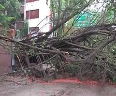 Cyclone Nisarga Effect | 'निसर्ग'चा मुंबई-नाशिकला तडाखा; अनेक ठिकाणी झाडे उन्मळून पडली