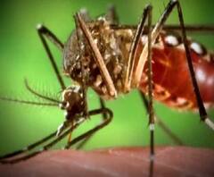 গতবছর ডেঙ্গি কেড়ে নিয়েছিল কাছের মানুষকে! এবার আবার করোনা, আতঙ্কে এঁরা