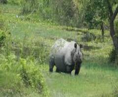 আনলক ওয়ান পর্বে জলদাপাড়ায় ফিরল পর্যটক 