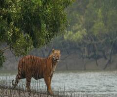 বাঘে এসে মানুষ খাবে! গ্রামবাসীদের বাঁচাতে সুন্দরবনে এটাই করছেন বনমন্ত্রী 