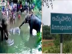 Kerala के बाद Telangana में बेजुबान से बर्बरता, बंदरों को फांसी पर लटकाया, कुत्ते भी पीछे छोड़े