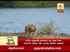 અમરેલીમાં વનરાજાની લટારનો વીડિયો સોશિયલ મીડિયામાં વાયરલ