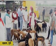 एका शेळी, मेंढीचा दर 10 हजारांच्या घरात, आवक घटल्यानं शेळ्या-मेंढ्यांचे दर तापले | स्पेशल रिपोर्ट