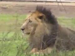 કોરોનાની મહામારીના કારણે આ વર્ષે સિંહોની ગણતરી નહી થાય