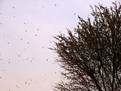 Agra में Tiddi Dal के हमले के बीच Drone से Pesticide का हो रहा है छिड़काव