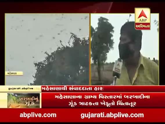 વીજાપુરના ગ્રામ્ય વિસ્તારમાં ત્રાટક્યા તીડ, ખેતીવાડી વિભાગના અધિકારીઓએ કર્યો દવાનો છંટકાવ, જુઓ વીડિયો 