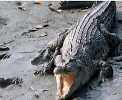 পায়ে কামড়, স্ত্রীর সামনেই মত্স্যজীবীকে টেনে নিয়ে গেল কুমির