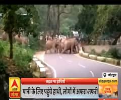Pahad Prabhat: पानी की तलाश में जंगल से रिहायशी इलाके में पहुंचा हाथियों का झुंड | ABP Ganga