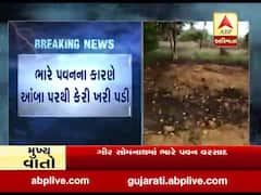 ગીર સોમનાથમાં ભારે પવન સાથે વરસાદ, ખેડૂતોને થયું નુકસાન