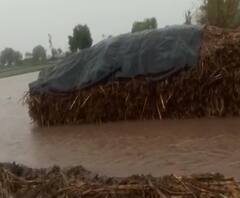 Kopargaon Shiri Rain| पावसामुळे कोपरगाव तालुक्यात शेतीसह घरांचं नुकसान