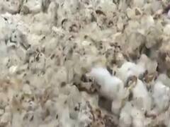 મહેસાણામાં પડેલા ભારે વરસાદથી જીનિંગ મિલમાં કપાસને ભારે નુકસાન, જુઓ વીડિયો