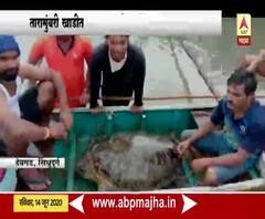 देवगडच्या तारामुंबरी खाडीत आढळला 200 किलोचा ग्रीन टर्टल जातीचाो कासव