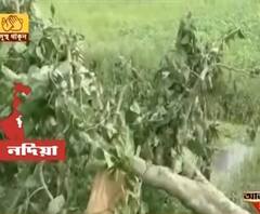 চাকদায় রাস্তায় গাছের গুড়ি ফেলে চলন্ত গাড়িতে লুঠপাটের অভিযোগ