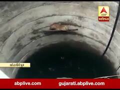 છોટાઉદેપુરઃ દીપડો કૂવામાં ખાબકતા હાથ ધરાયું રેસ્ક્યૂ, જુઓ વીડિયો