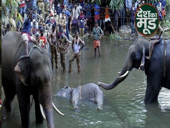 Massive Outrage Over Kerala Pregnant Elephant's Killing: All You Need To Know