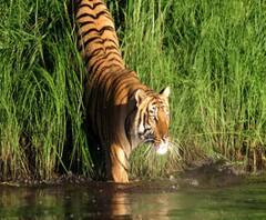 এক ঝলক: শনিবার খুলছে দক্ষিণেশ্বর মন্দির, খুলল সুন্দরবন পর্যটন কেন্দ্র ও অন্য খবর 